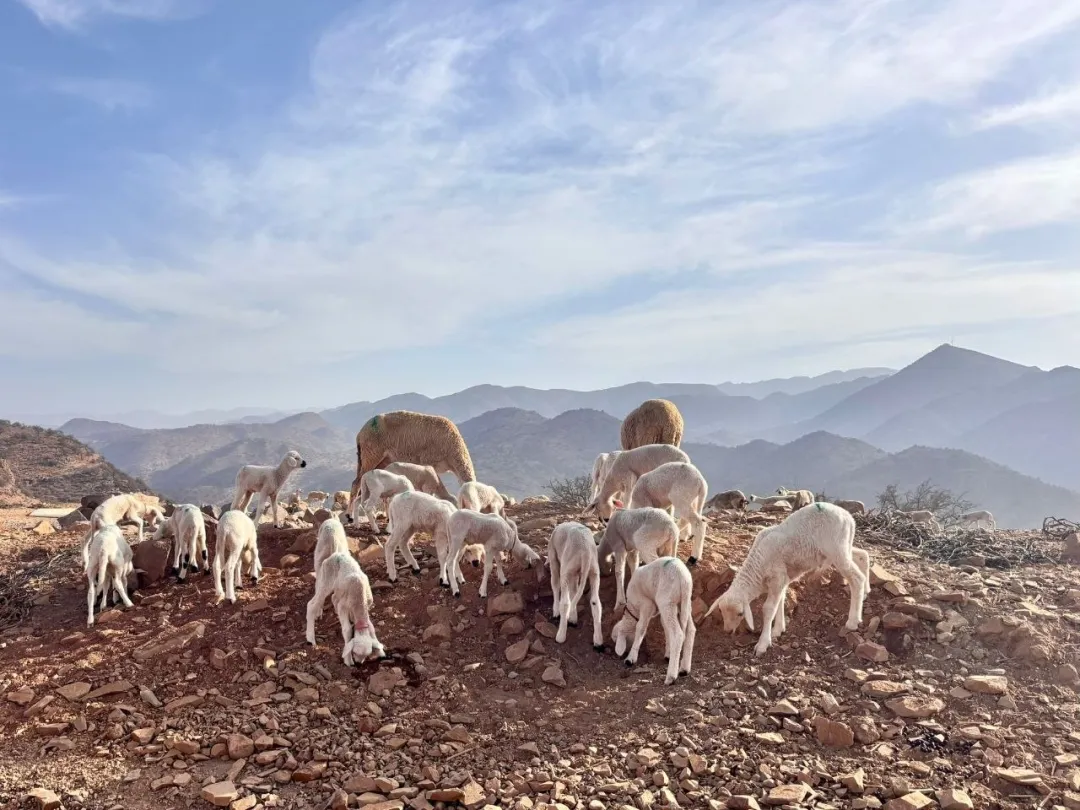 A close-up of fresh, ripe dates on a palm branch, with green leaves in the background.