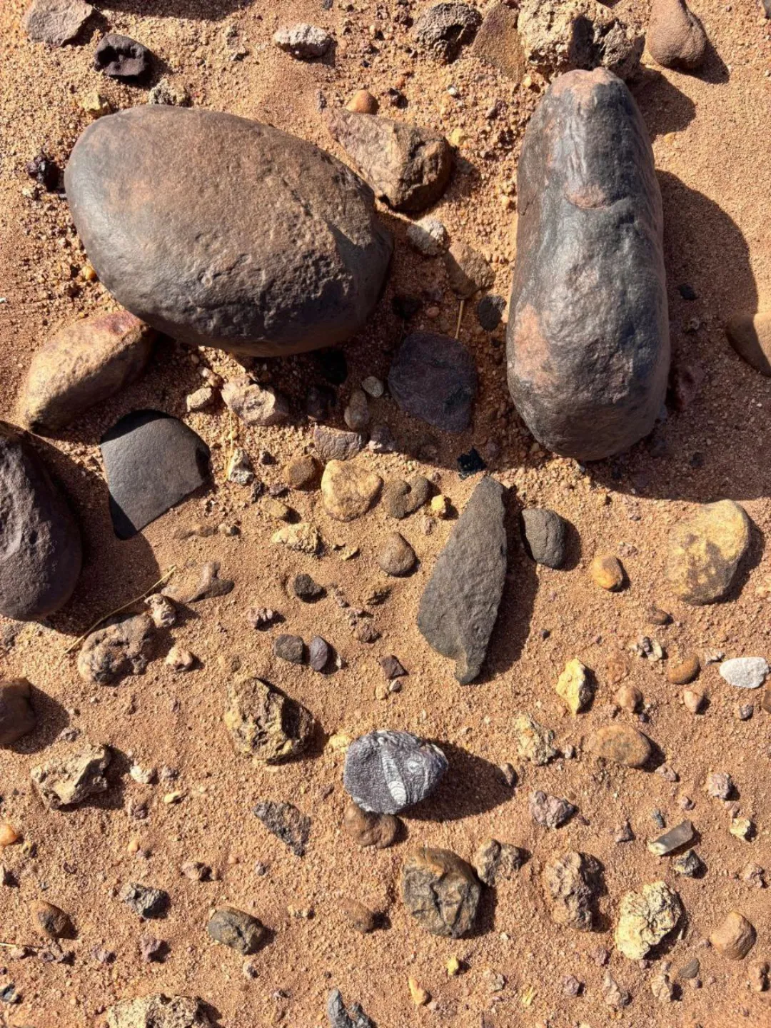A hand holding a spiral fossil, possibly an ammonite, against a blurred desert background.
