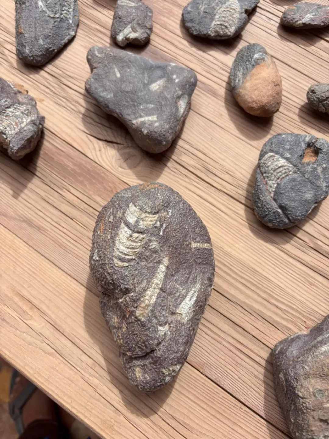 A fossilized ammonite shell found in the Moroccan desert, placed on the sand with a blurred desert landscape in the background.