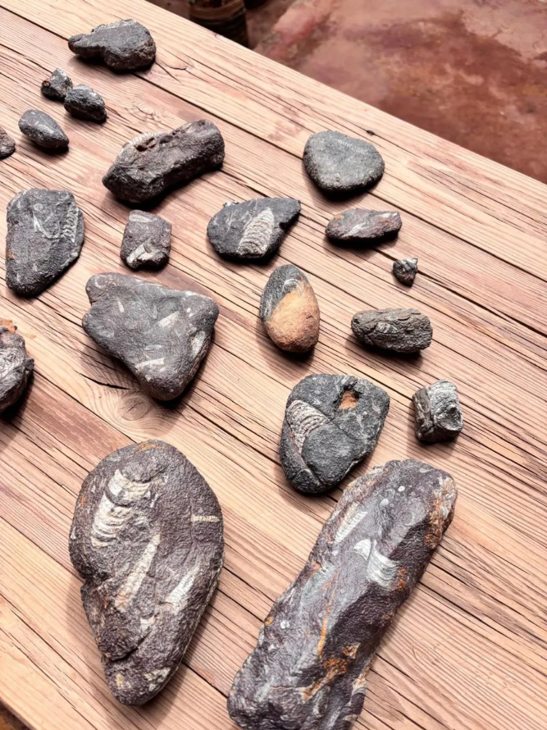 Two fossilized shells, possibly ammonites or nautiloids, resting on a textured rock surface in the desert.