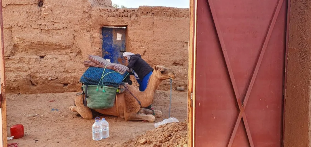 A man, Bazou, loading supplies onto dromedaries.