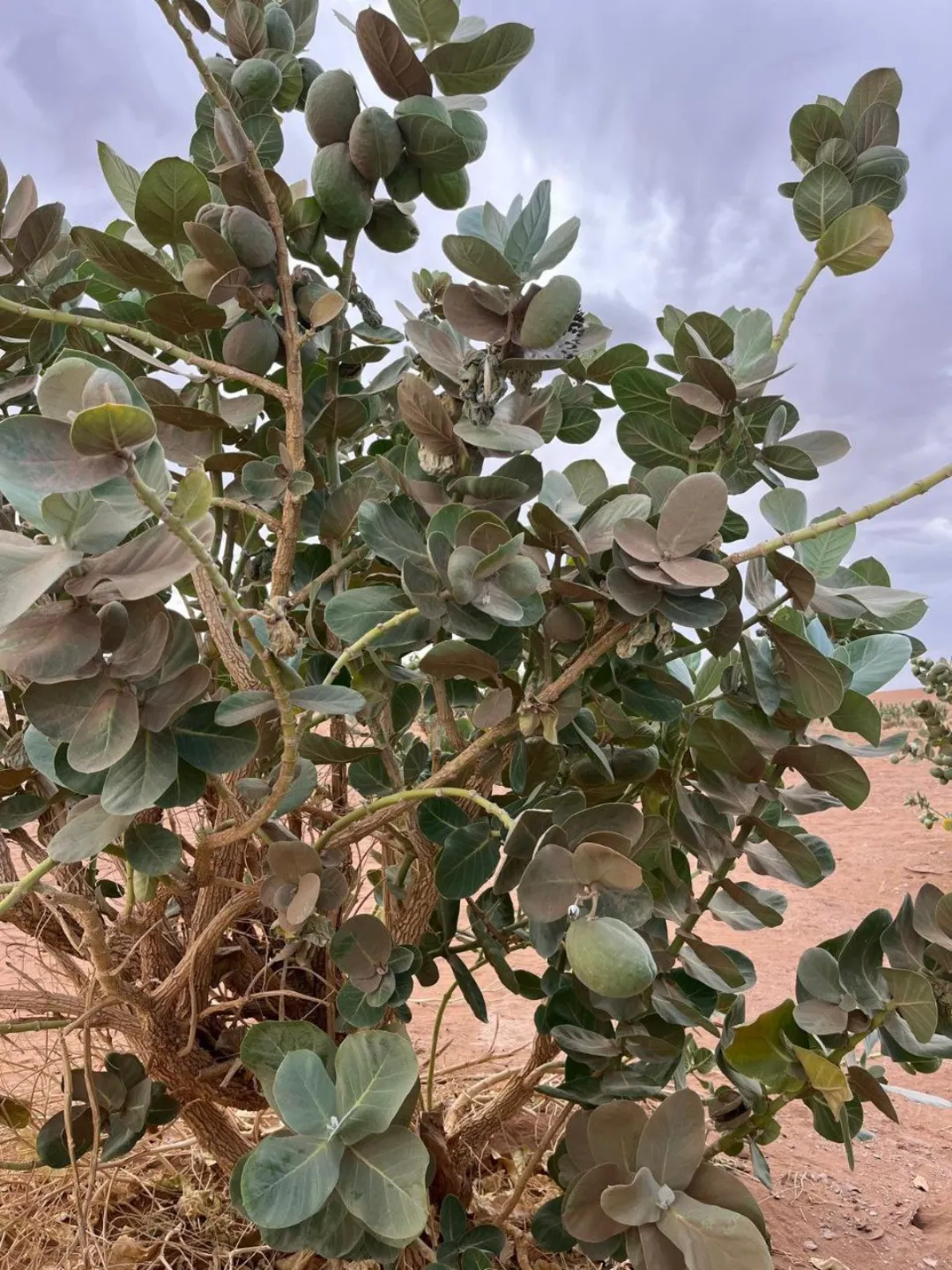 Close-up of the large, leathery green leaves and a budding flower of the Apple of Sodom tree in the desert.