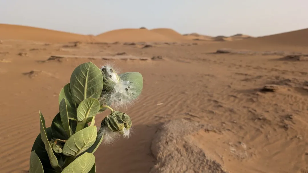 A wide shot of the Apple of Sodom tree standing alone in the vast, sandy landscape of the Sahara desert under a clear sky.
