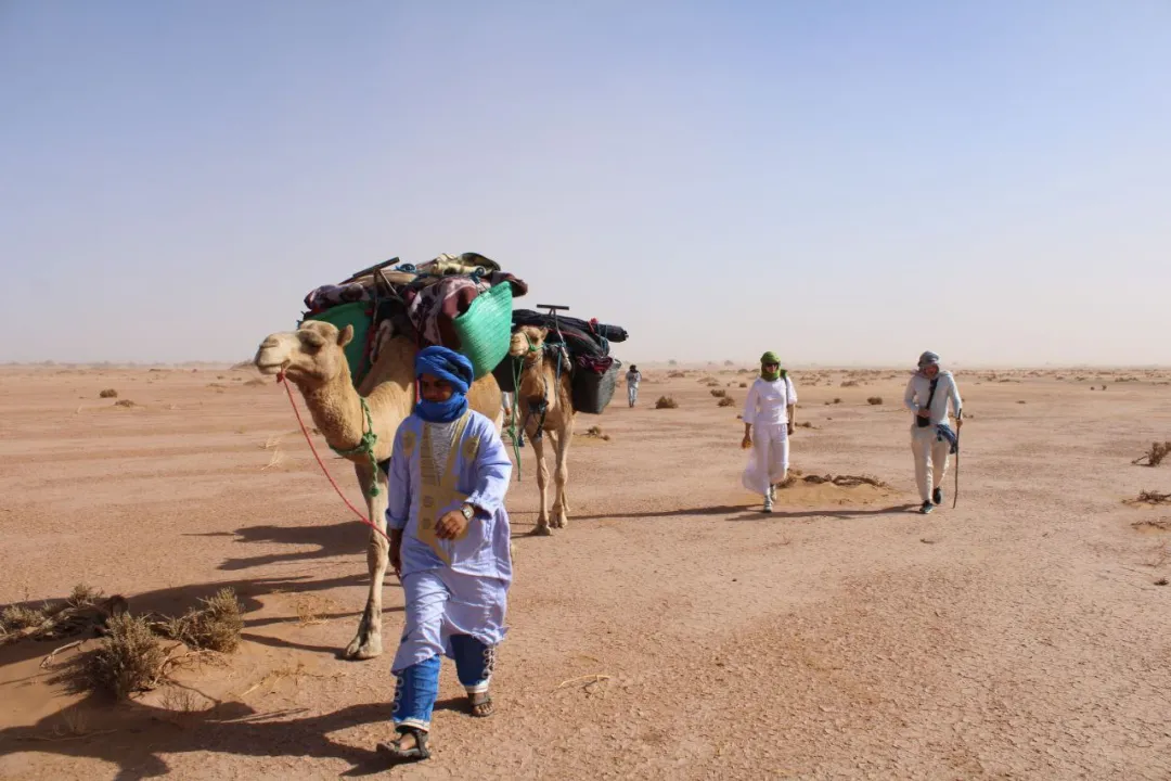 A camel caravan silhouetted against a vast desert landscape at sunset, symbolizing nomadic wisdom and freedom.