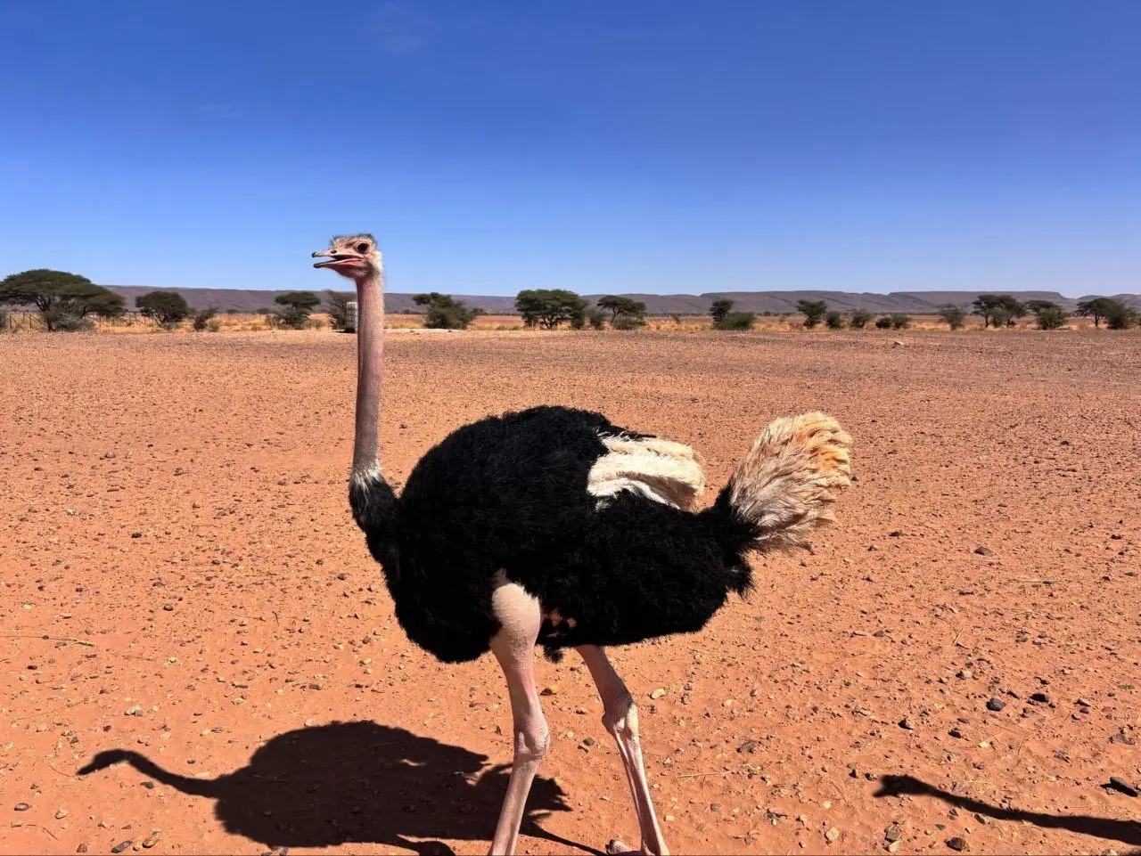 Saharan ostrich in the arid landscape