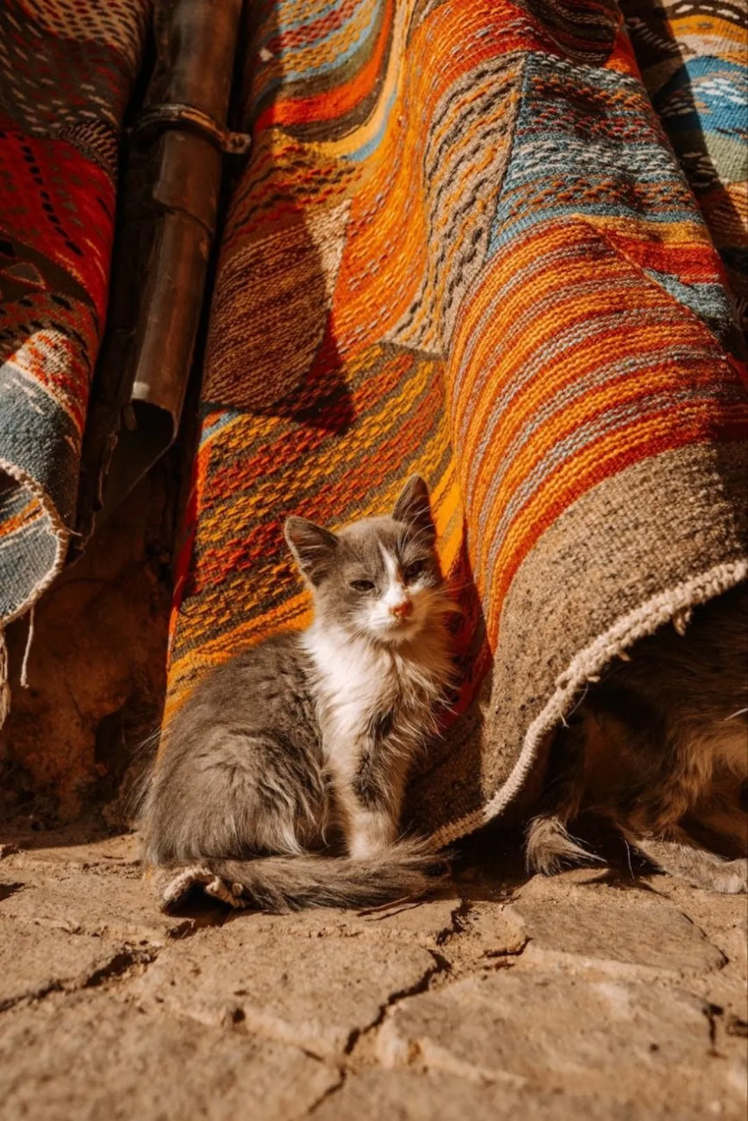 Gray and white kitten sitting beside colorful woven rugs on a sunlit earthen floor