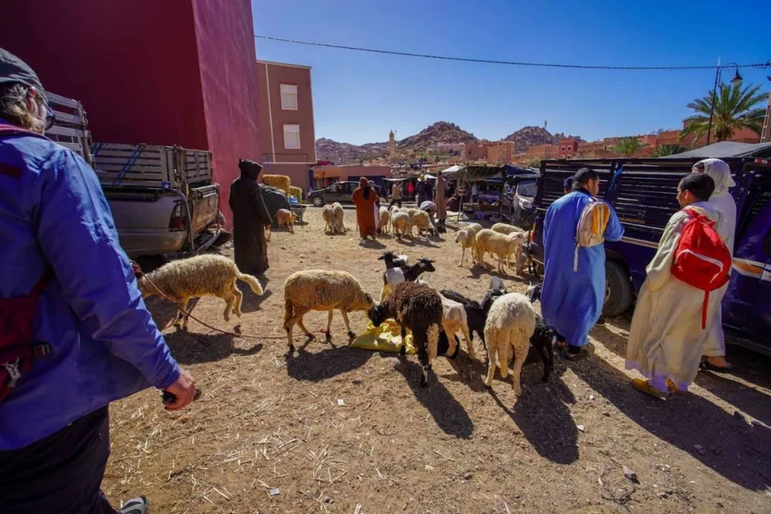Sheep and goats gathered with people and pickup trucks at a sunny market near rocky hills.