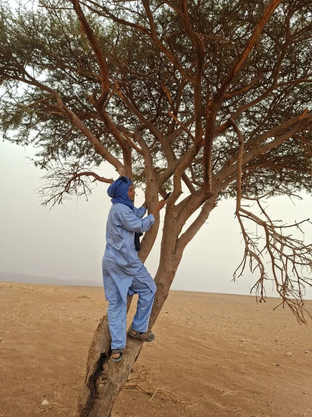 Person in blue clothing standing in a tree in a sandy desert landscape