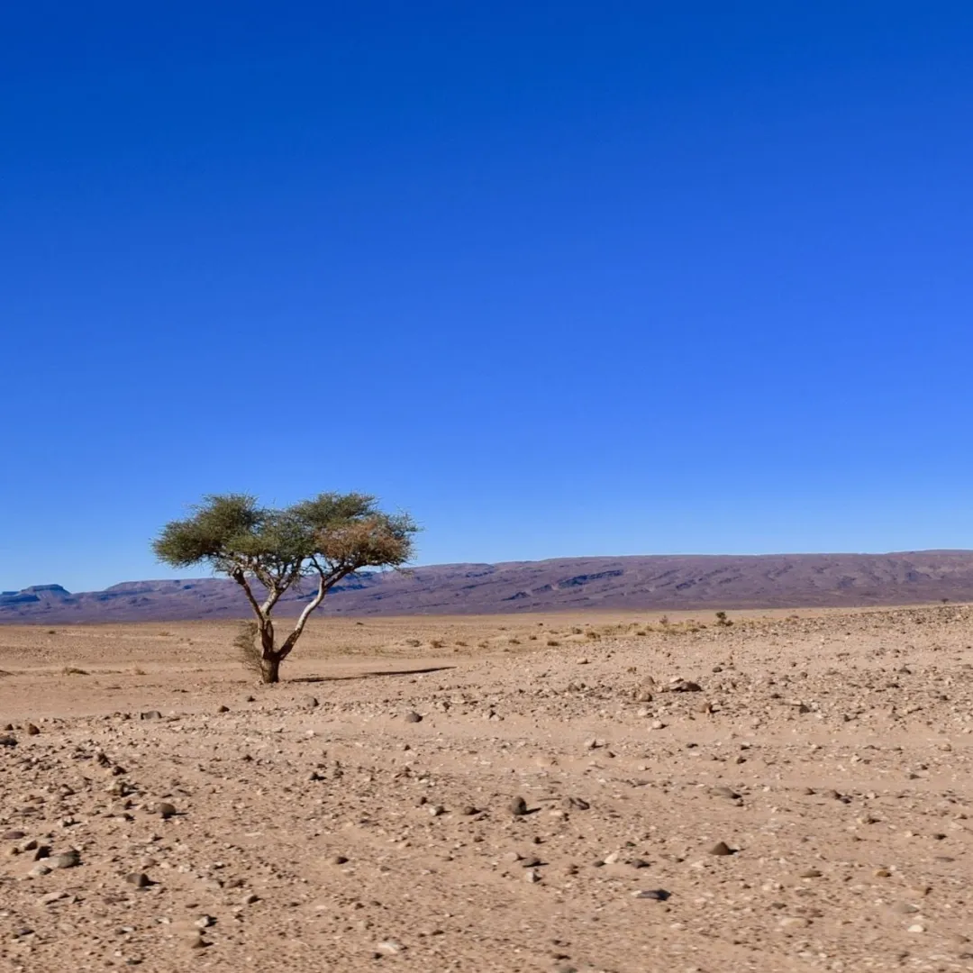 Lone tree in a rocky desert plain beneath a clear blue sky