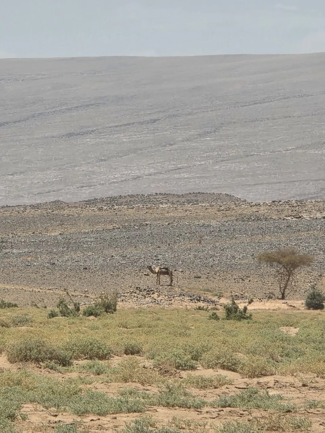 Camel standing in a rocky desert valley with sparse shrubs and hills